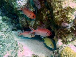 Black Bar Soldierfish  IMG 6939